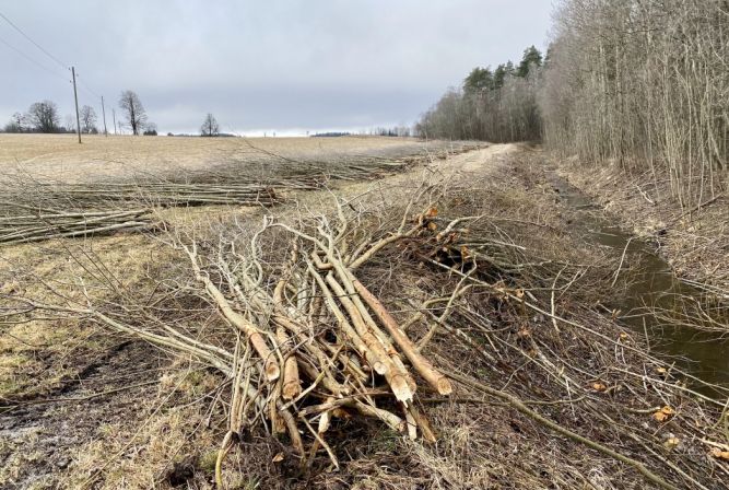 Lauksaimniecības platību attīrīšana no kokaugiem