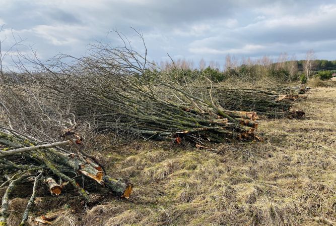 Koksni aizaugušās lauksaimniecības platībās un citās teritorijās