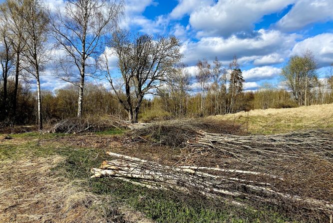 Lauksaimniecības platību attīrīšana no kokaugiem