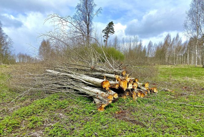 Koksni aizaugušās lauksaimniecības platībās un citās teritorijās