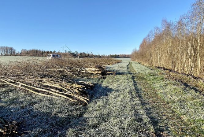 Lauksaimniecības platību attīrīšana no kokaugiem